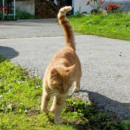 Studlerhof Alojamento de Turismo Rural Oberperfuss