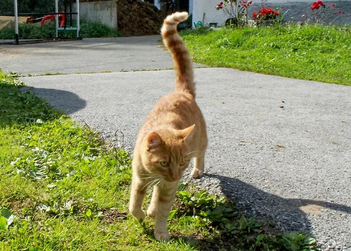 Studlerhof 农家乐 奥贝朴菲斯